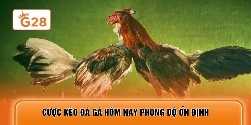 Cược kèo đá gà hôm nay phong độ ổn định
